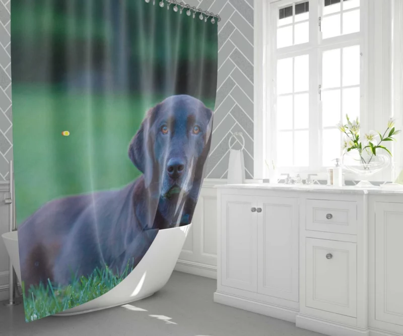 Loyal Labrador Companion Shower Curtain 1