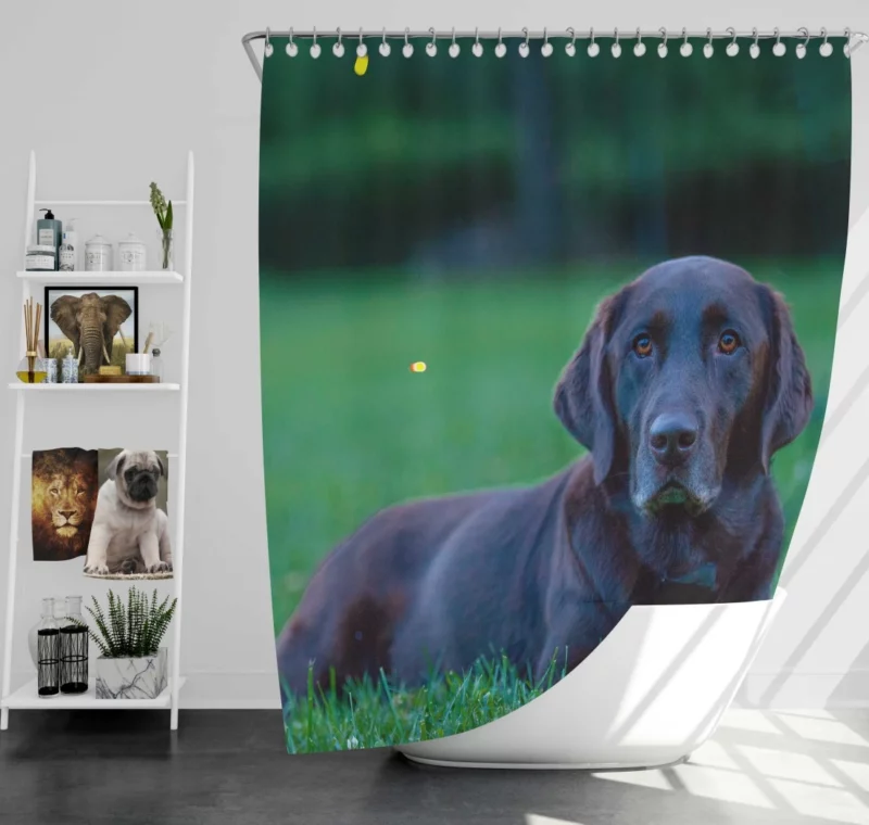 Loyal Labrador Companion Shower Curtain