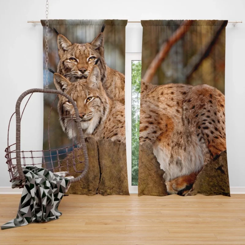 Lynx Couple Snuggled Wilderness Love Curtain