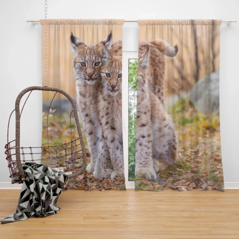 Lynx Cub Baby Innocence Wilderness Wonder Curtain