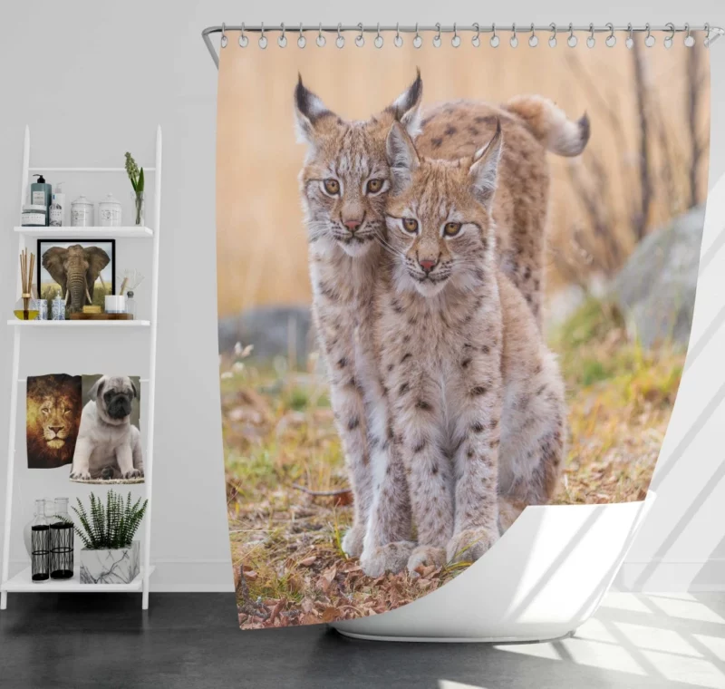 Lynx Cub Baby Innocence Wilderness Wonder Shower Curtain