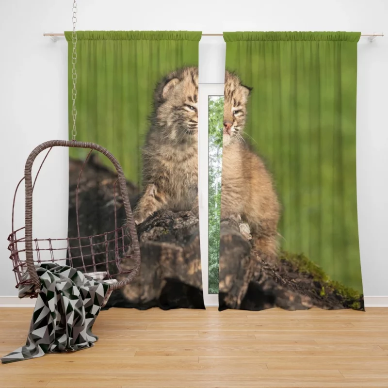 Lynx Cub Enigmatic Gaze Baby Wonder Curtain