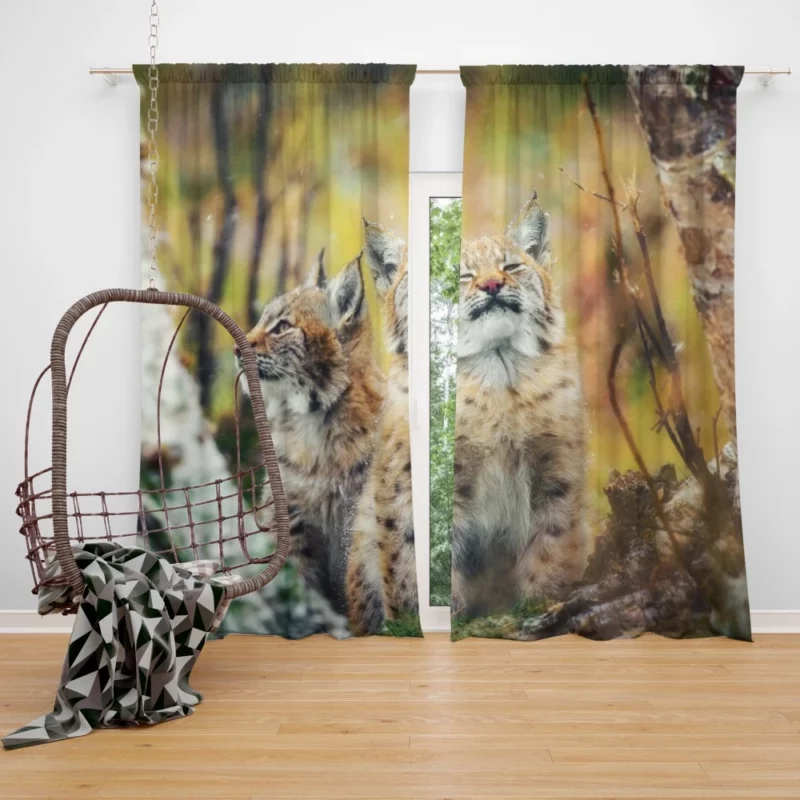 Lynx Cub Playful Gaze Feline Curiosity Curtain