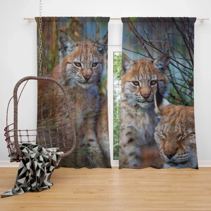 Lynx Cub Playful Innocence Curtain