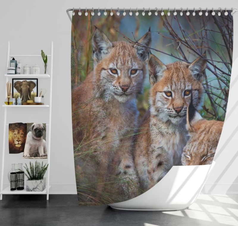 Lynx Cub Playful Innocence Shower Curtain