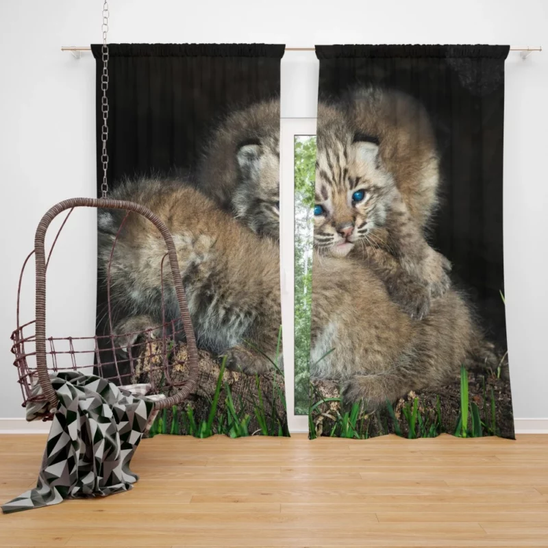 Lynx Cubs Playful Innocence Curtain