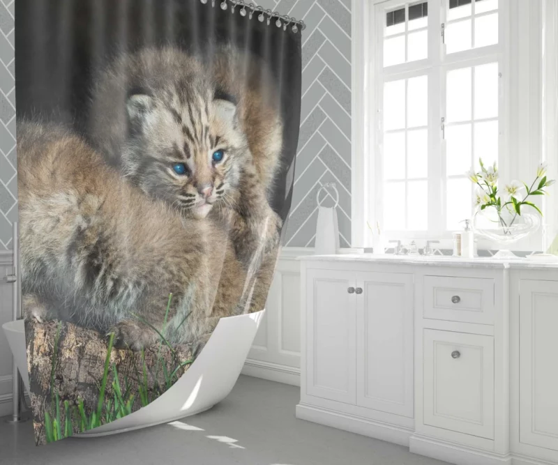 Lynx Cubs Playful Innocence Shower Curtain 1