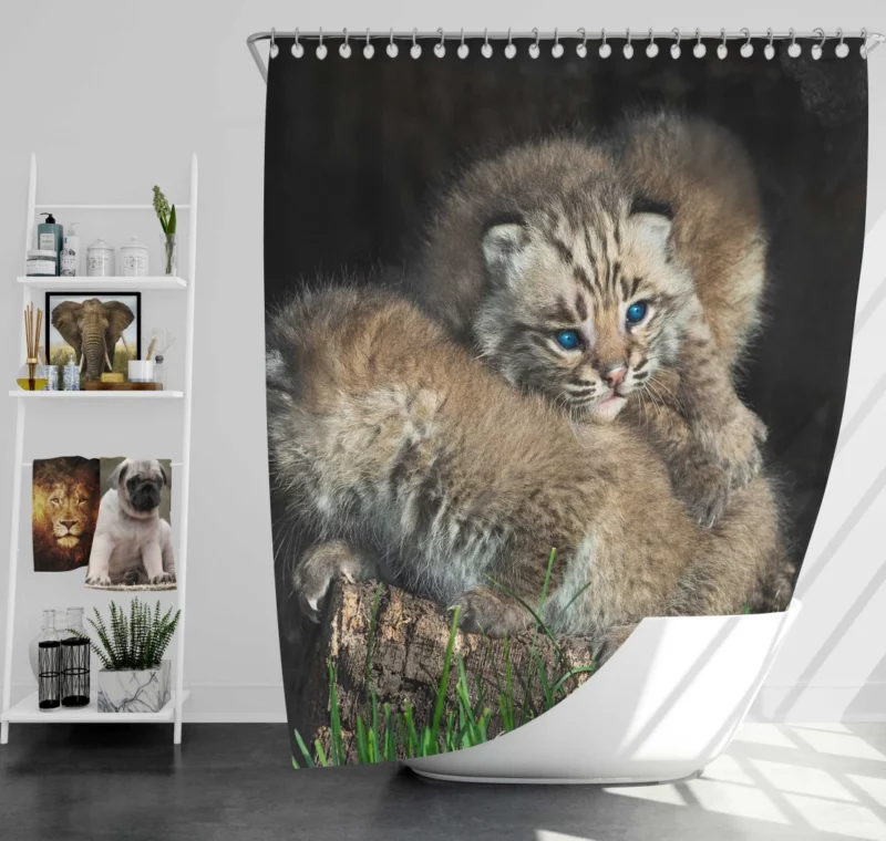 Lynx Cubs Playful Innocence Shower Curtain