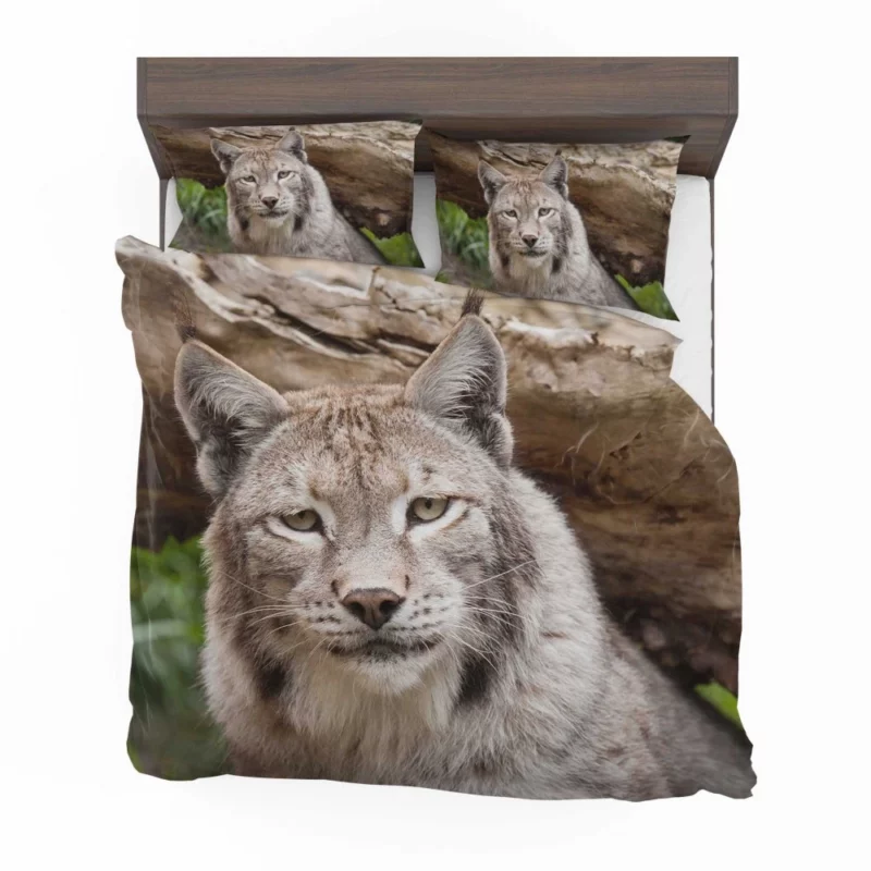 Lynx Enigmatic Beauty Wilderness Charm Bedding Set 1