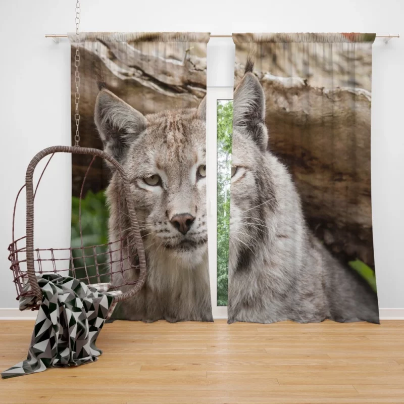 Lynx Enigmatic Beauty Wilderness Charm Curtain