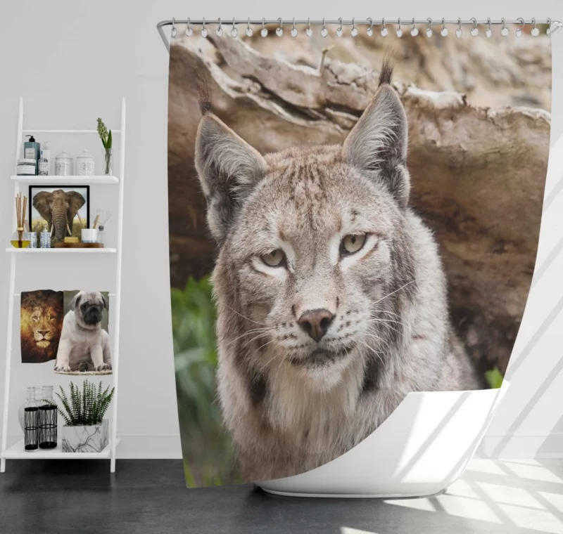 Lynx Enigmatic Beauty Wilderness Charm Shower Curtain