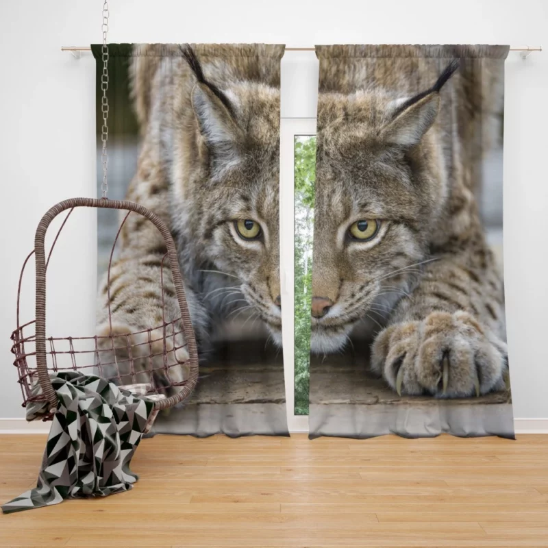 Lynx Enigmatic Gaze Wilderness Majesty Curtain