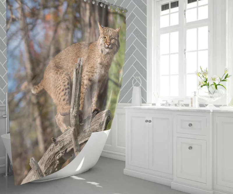 Lynx Enigmatic Stare Wilderness Beauty Shower Curtain 1