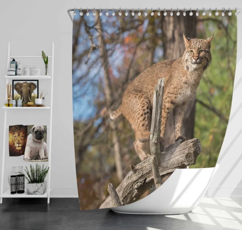 Lynx Enigmatic Stare Wilderness Beauty Shower Curtain