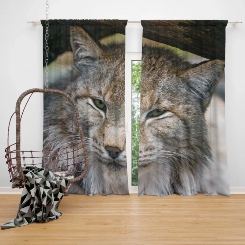 Lynx Enigmatic Stare Wilderness Elegance Curtain