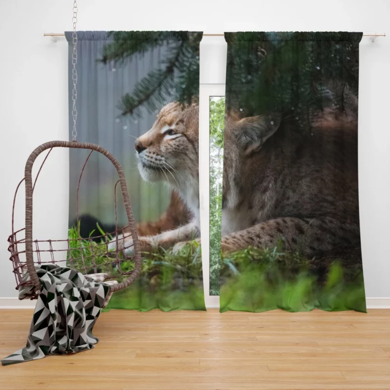 Lynx Enigmatic Stare Wilderness Gaze Curtain