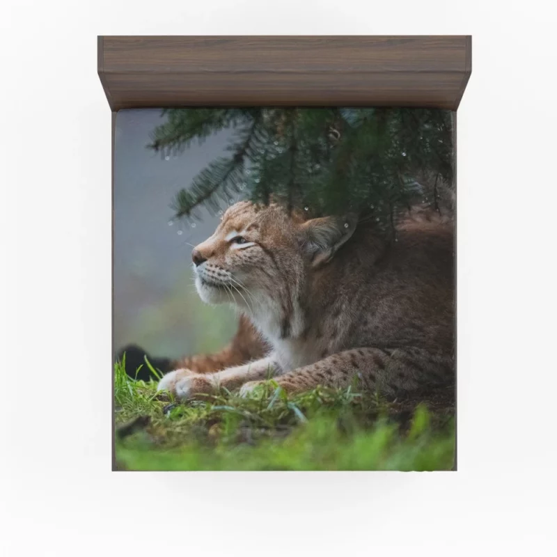 Lynx Enigmatic Stare Wilderness Gaze Fitted Sheet 1