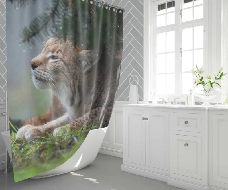 Lynx Enigmatic Stare Wilderness Gaze Shower Curtain 1