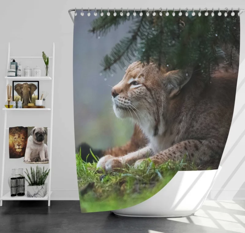 Lynx Enigmatic Stare Wilderness Gaze Shower Curtain