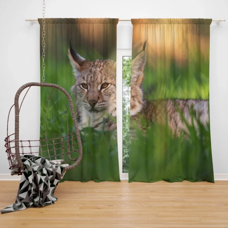 Lynx Enigmatic Wilderness Gaze Curtain