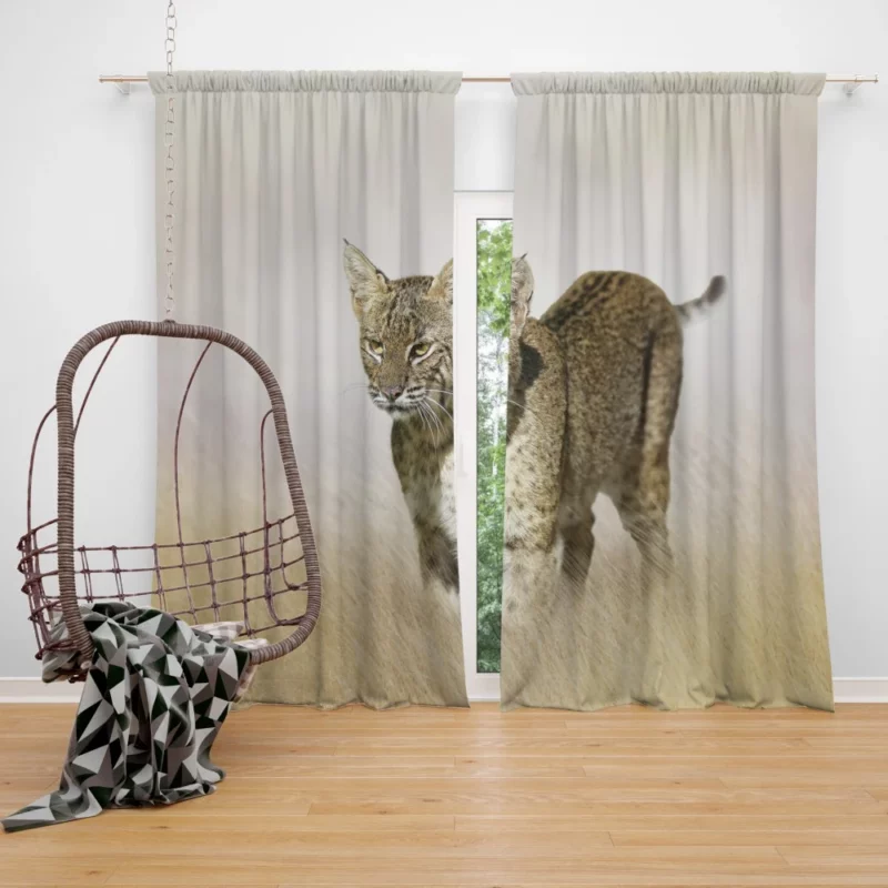 Lynx Mysterious Stare Enigmatic Intrigue Curtain