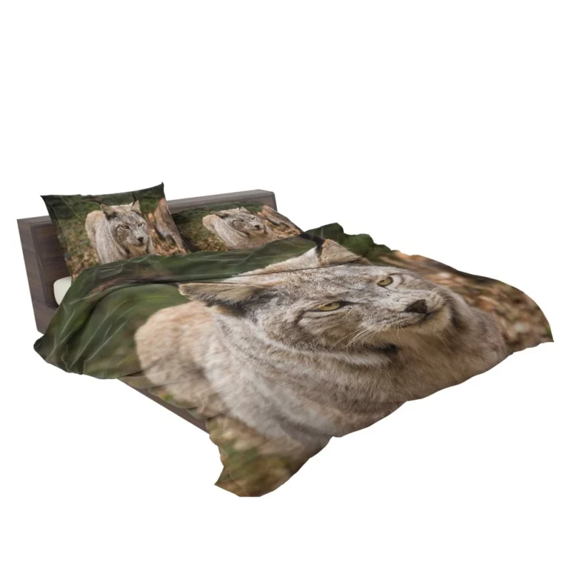 Lynx Wilderness Gaze Stealthy Intrigue Bedding Set 2