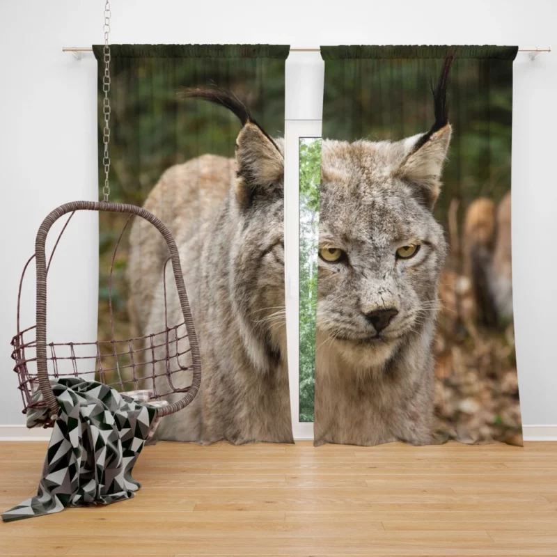 Lynx Wilderness Gaze Stealthy Intrigue Curtain