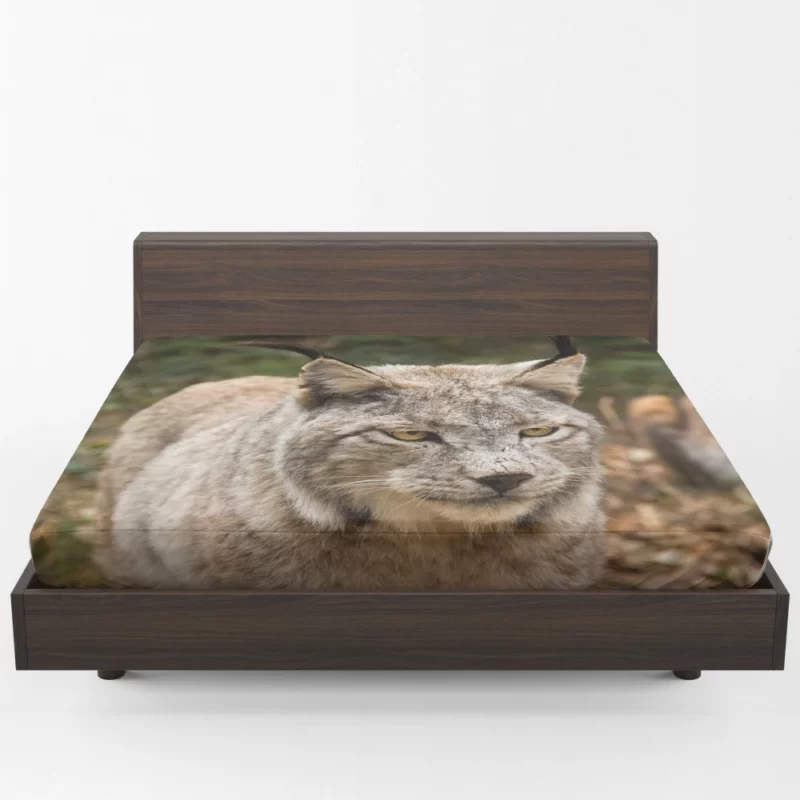 Lynx Wilderness Gaze Stealthy Intrigue Fitted Sheet