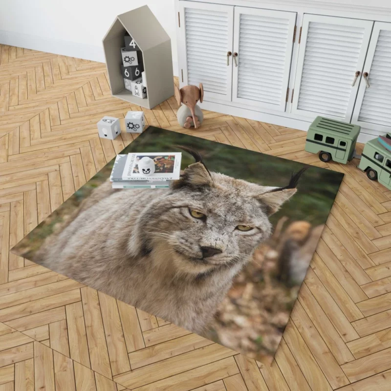 Lynx Wilderness Gaze Stealthy Intrigue Rug 1