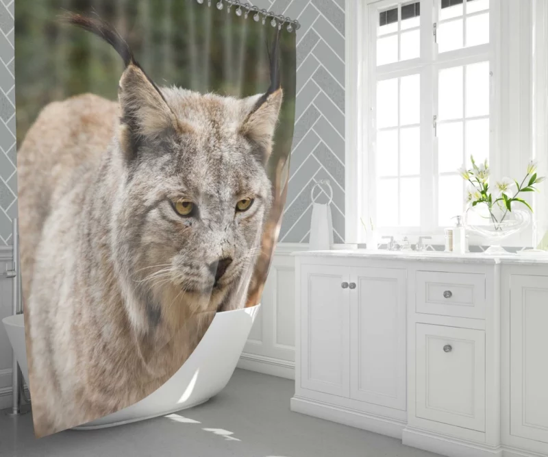 Lynx Wilderness Gaze Stealthy Intrigue Shower Curtain 1