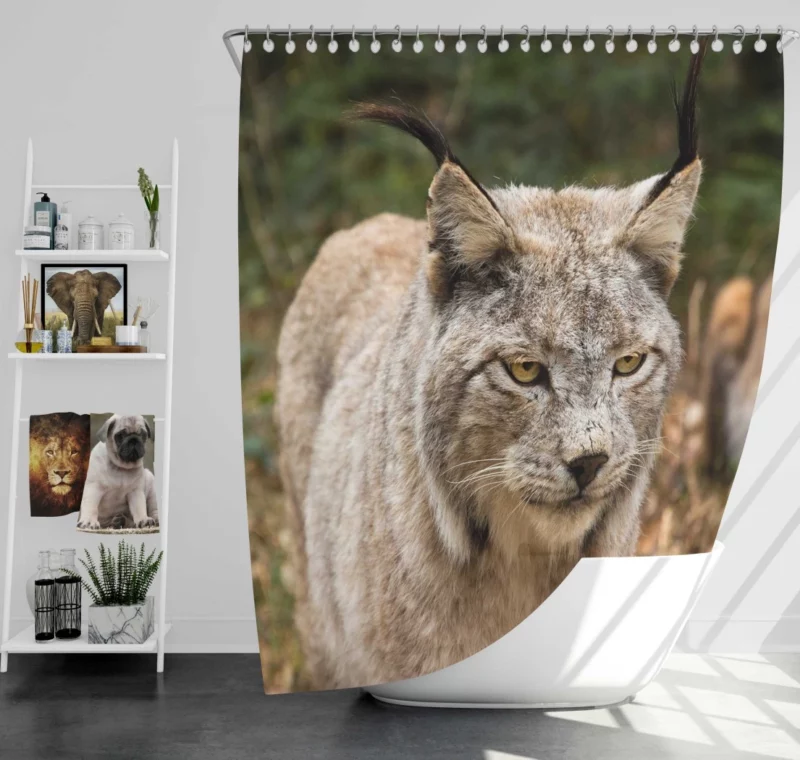 Lynx Wilderness Gaze Stealthy Intrigue Shower Curtain