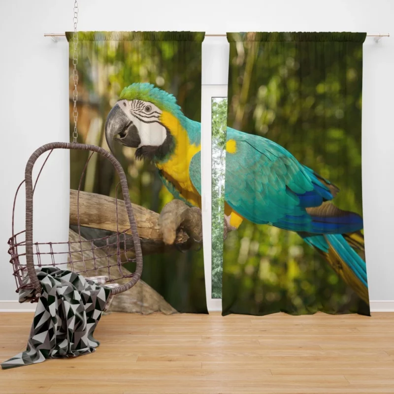 Macaw Tropical Soiree Aerial Fiesta Curtain