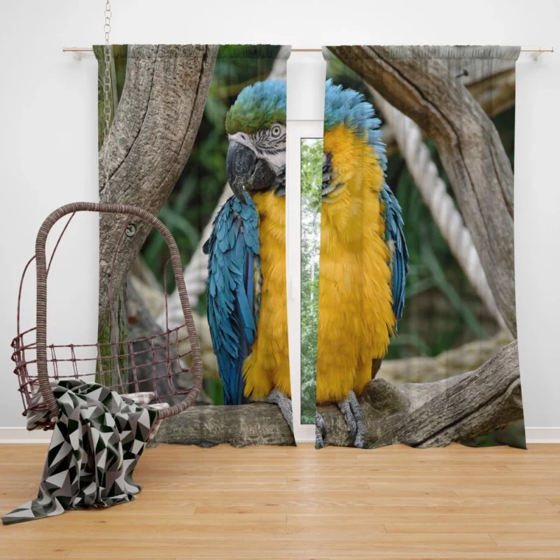 Macaw Vibrant Stance Tropical Splendor Curtain