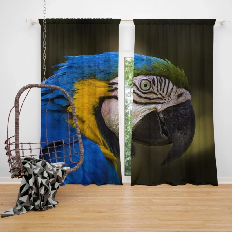 Macaw Vibrant Stare Close-Up Beauty Curtain