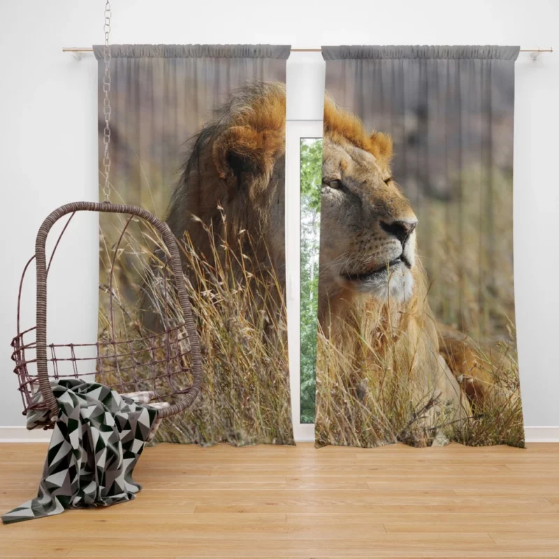 Majestic African Lion in the Wild Curtain