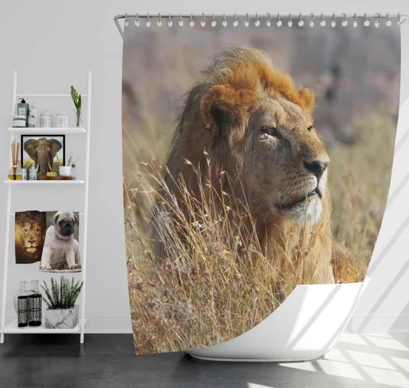 Majestic African Lion in the Wild Shower Curtain