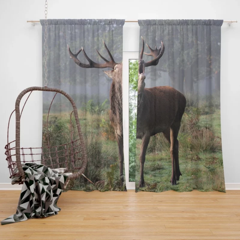 Majestic Buck Stance Wilderness Beauty Curtain