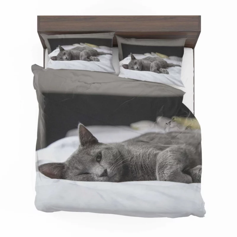 Majestic Cat Alluring Gaze Bedding Set 1