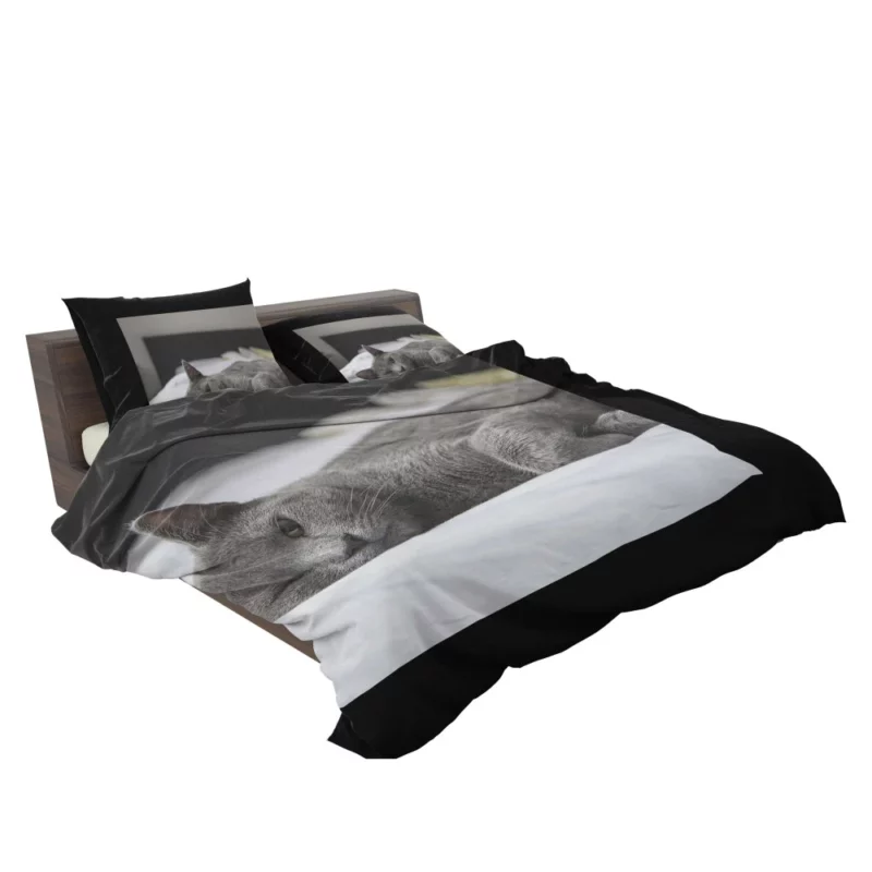 Majestic Cat Alluring Gaze Bedding Set 2