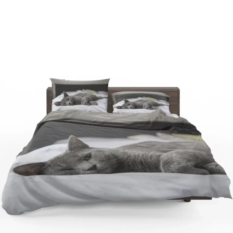 Majestic Cat Alluring Gaze Bedding Set