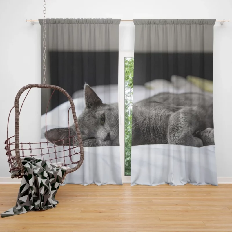 Majestic Cat Alluring Gaze Curtain