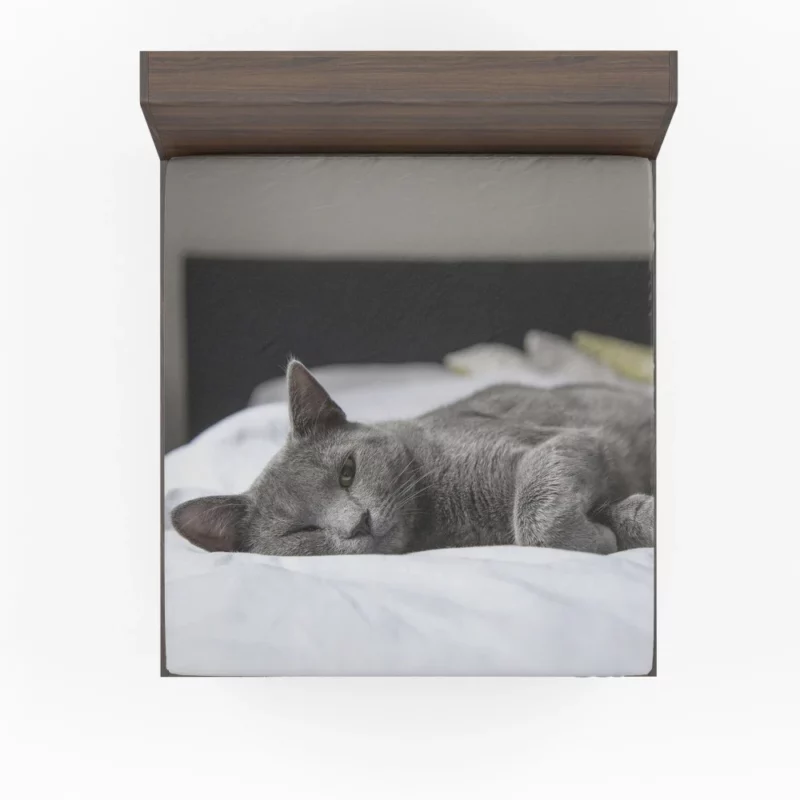 Majestic Cat Alluring Gaze Fitted Sheet 1