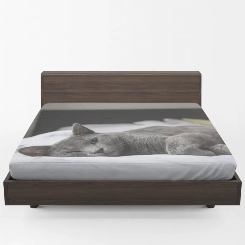 Majestic Cat Alluring Gaze Fitted Sheet