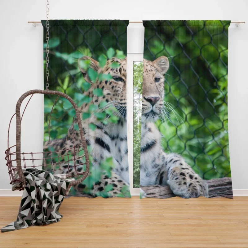 Majestic Leopard Stance Wild Grace Curtain