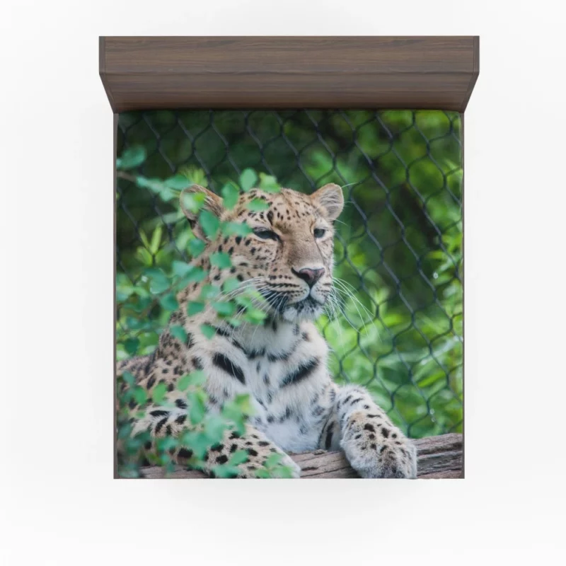 Majestic Leopard Stance Wild Grace Fitted Sheet 1