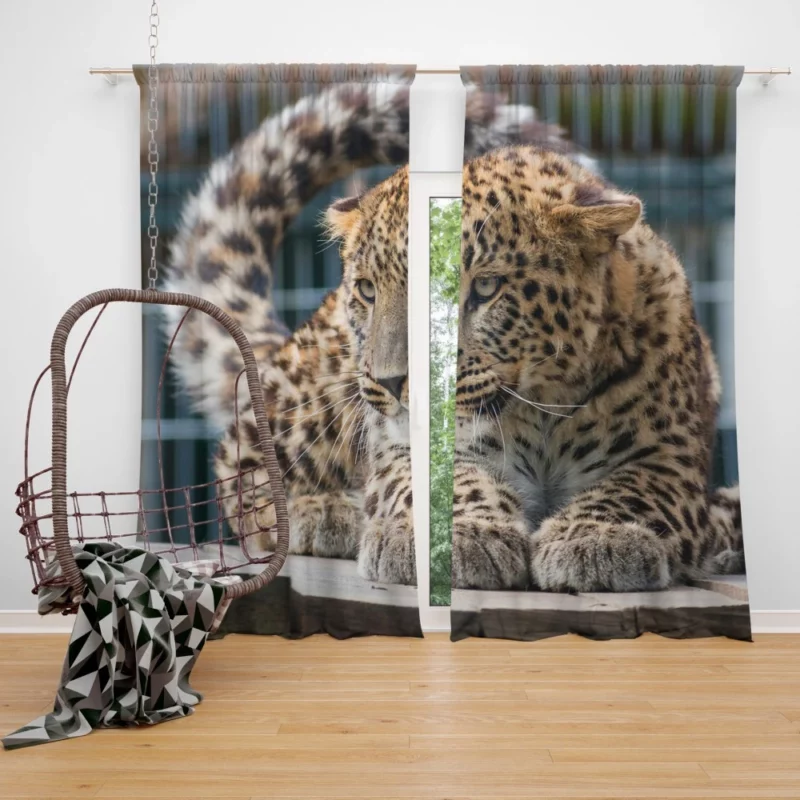 Majestic Leopard in Zoo Habitat Curtain