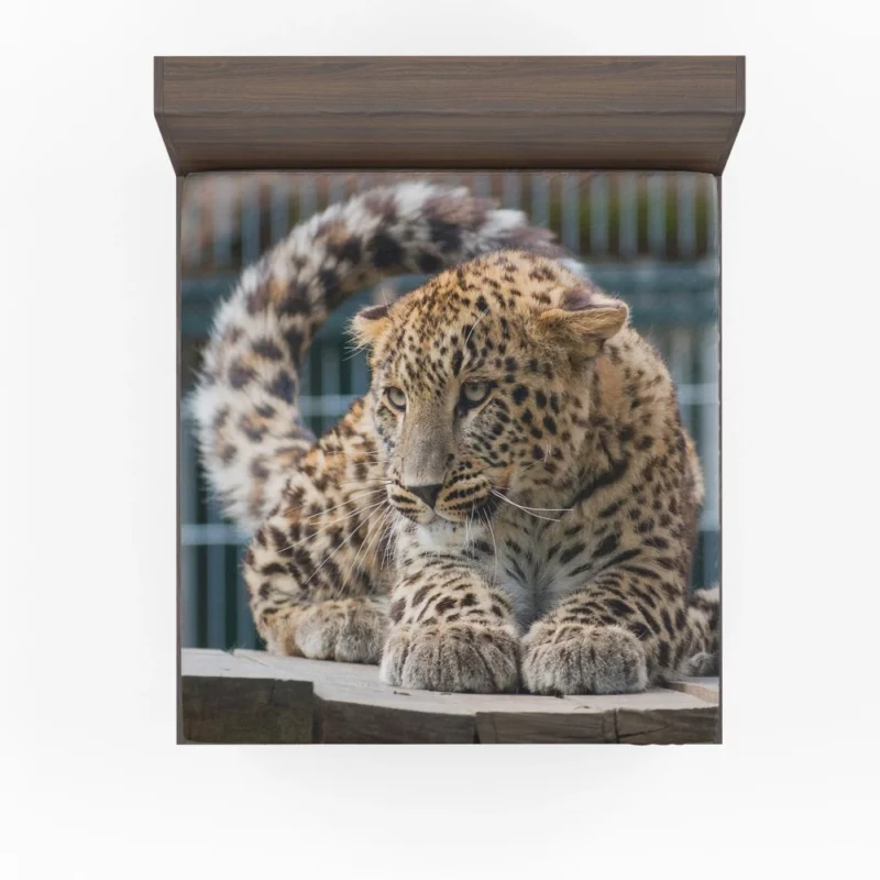 Majestic Leopard in Zoo Habitat Fitted Sheet 1