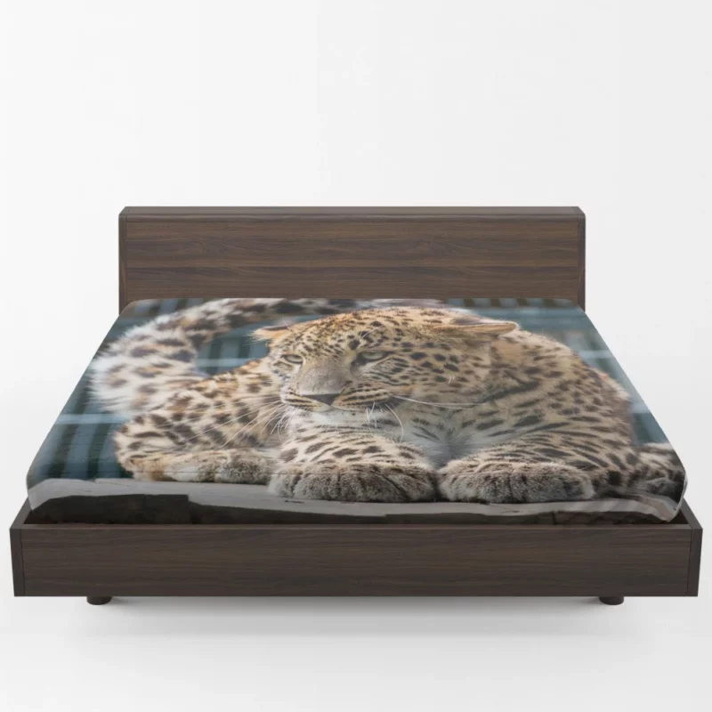 Majestic Leopard in Zoo Habitat Fitted Sheet