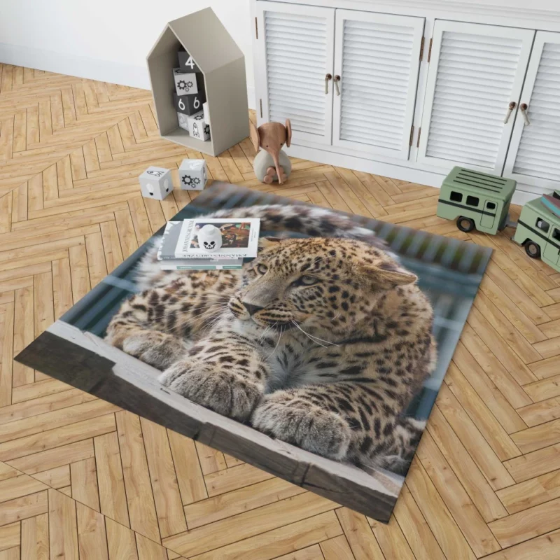 Majestic Leopard in Zoo Habitat Rug 1