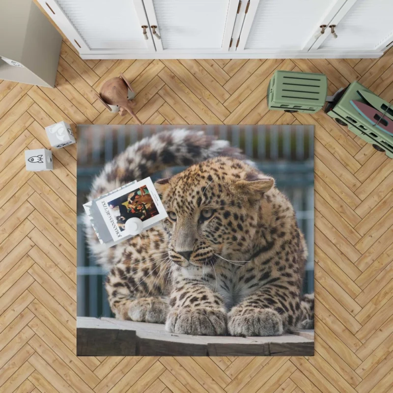 Majestic Leopard in Zoo Habitat Rug